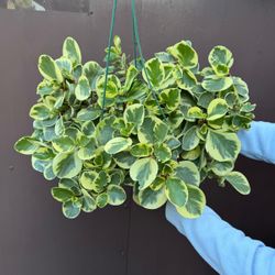 10” peperomia obtusifolia variegated 