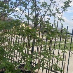MULBERRY BLACK & OTHER FRUIT TREES AND VEGETABLES