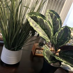 Artificial Plants Both