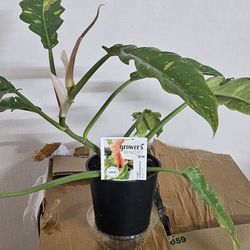 Ring Of Fire Philodendron 