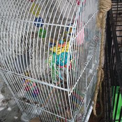 Bird Cage