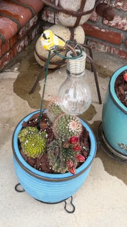 Cactus plants