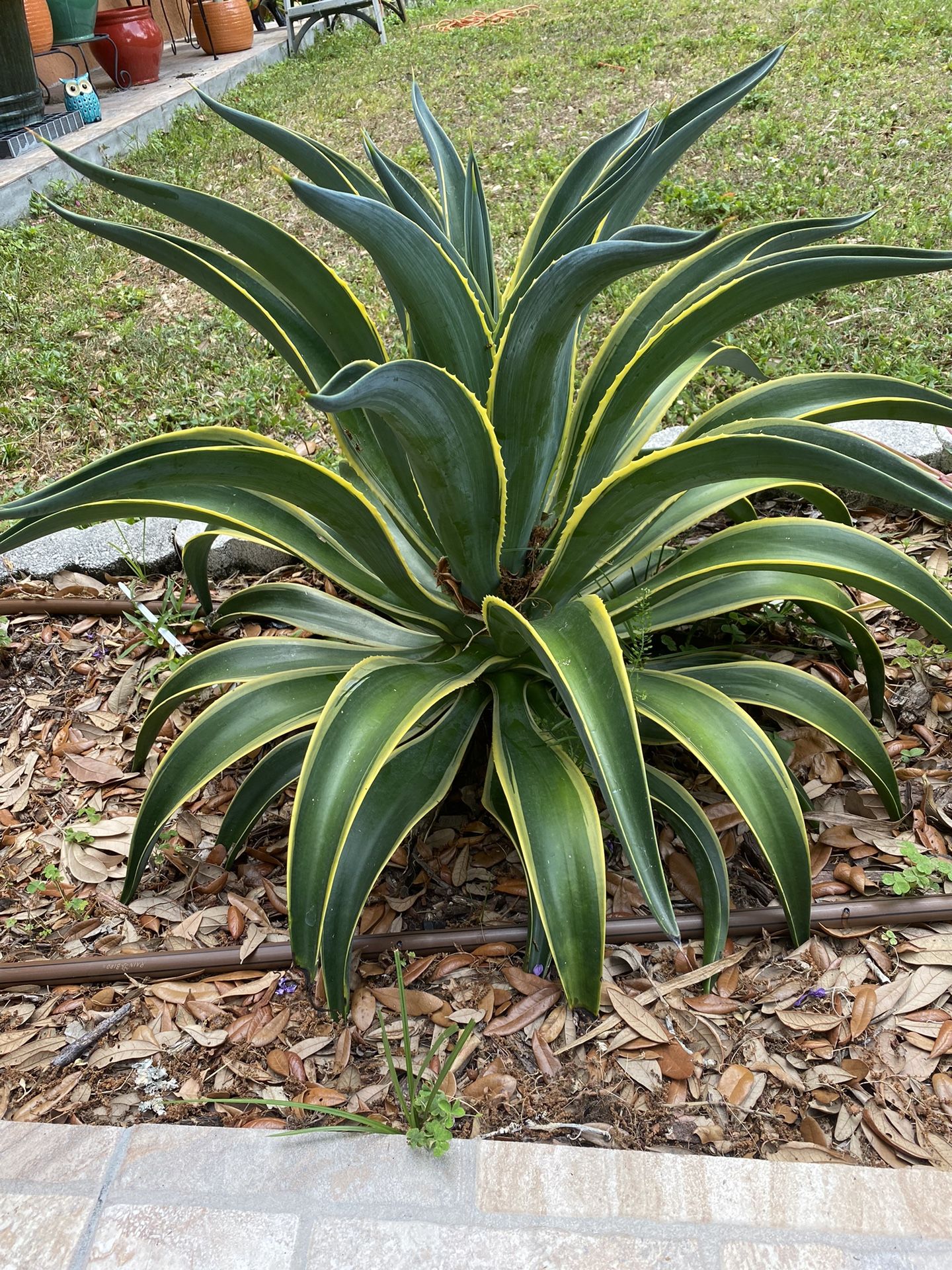 Agave
