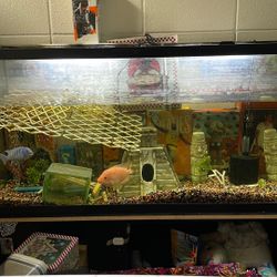 55 Gallon Tank And Stand 
