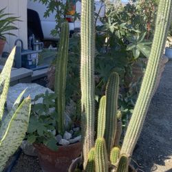 Cactus / plants