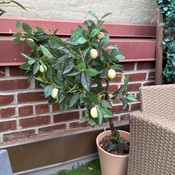 1 Indoor/Outdoor Lemon Tree - Fake