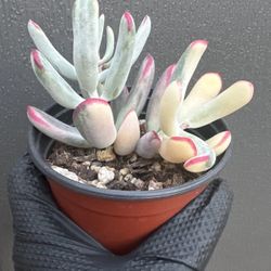 Cotyledon Orbiculata cv. Long Leaf Variegated, Rare Live Succulent