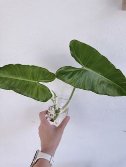 Philodendron Burle Marx Houseplants