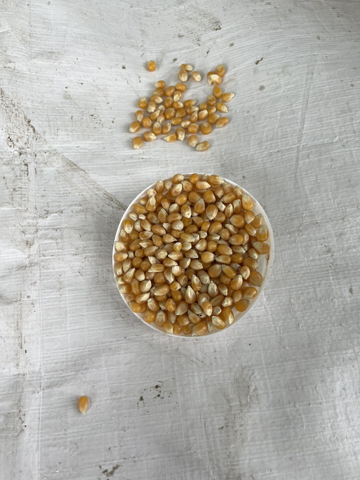 Raw Popcorn Kernels