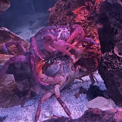 Thai Purple Devil Crab Fish Tank 