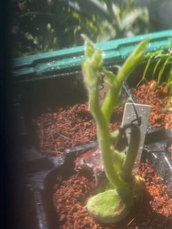 JADE VINE (strongylondon macrobotrys)