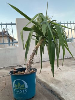 3 plants extras