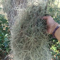 Spanish Moss - Thick White