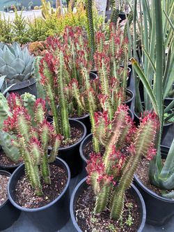 Euphorbia trigona in 5 gallon pots $35 each