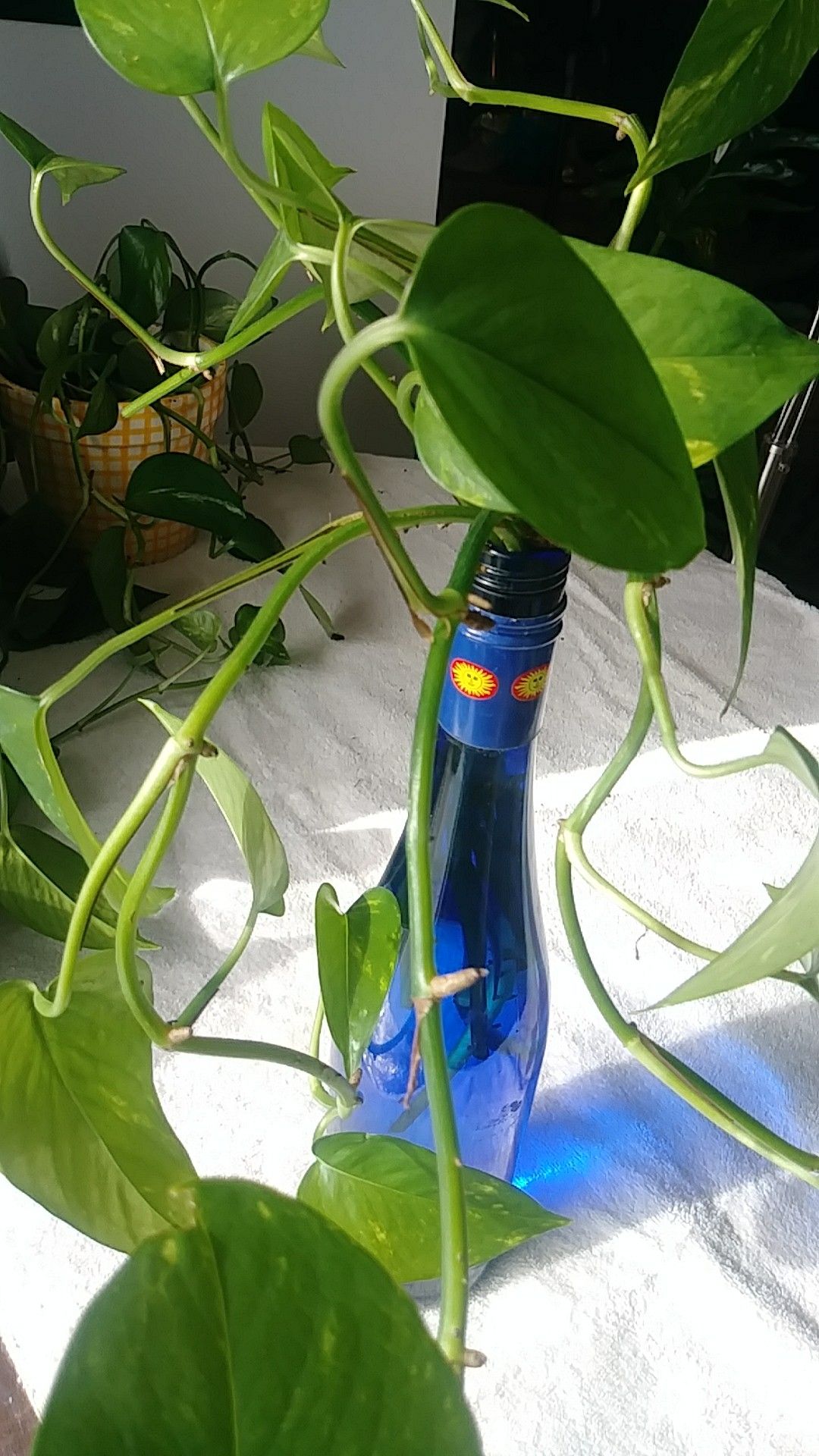 LIVE PLANT IN BOTTLE