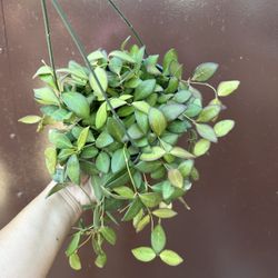 6” Hoya Bilobata 