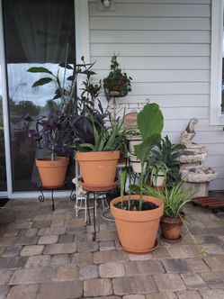 Variety Planta for Sale. Moving $10 to $30