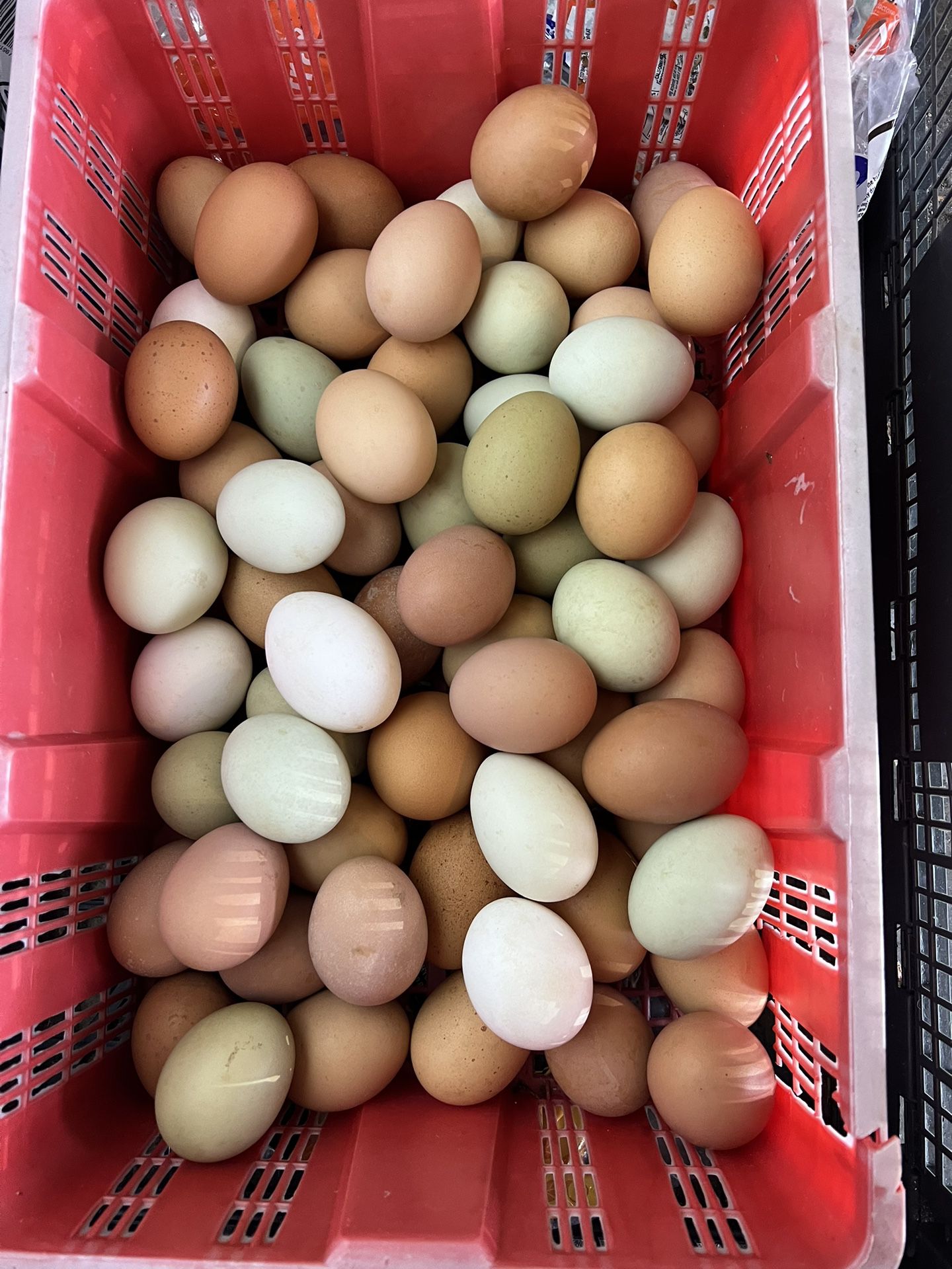 Farm fresh chicken eggs 
