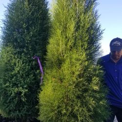 Cedars 6 To 8ft Tall And Full Delivered And Planted