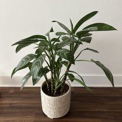 Chinese Evergreen Plant