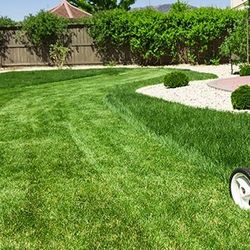 Cut Grass /plants For Sale