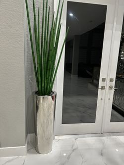 Snake Grass From CFA Group