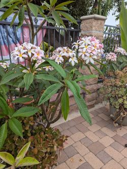 Plumeria Branches About 2 Feet Tall 