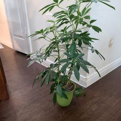 Umbrella Plant