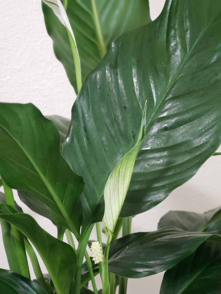   Peace Lily plant