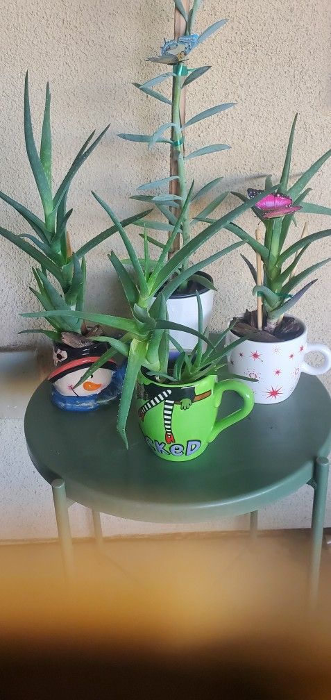 4 Whimsical Succulent Planters + Wicked