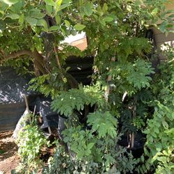 8 Feet Tall Plants Flowers Pink