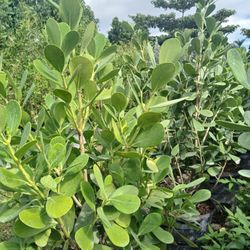 Clusia hedges huge sale now $23