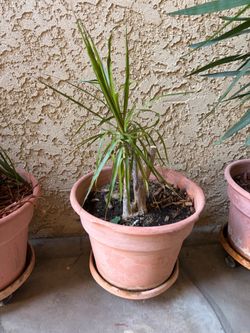 Dragon Tree / Dracaena, Pot & Rolling Saucer Included