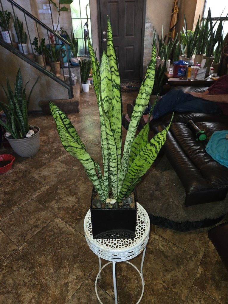 2ft 4in Tall Sansevieria Snake Plant In Ceramic Pot With Stones