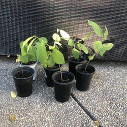 Ramphal/Bullock’s Heart Fruit Plant