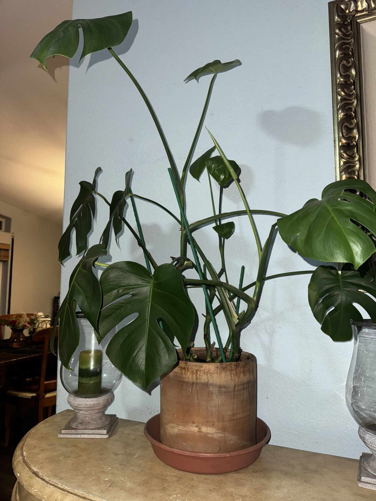 Monstera Plant