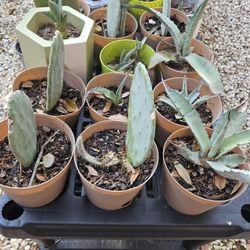 Last BLUE Agave/Mexican Cactus $20 Incl Pot