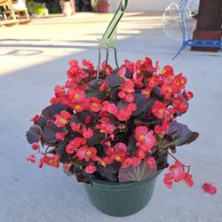 Begonias Beautiful And Healthy HANGING BASKETS PLANTS ARRIVED. $14 each