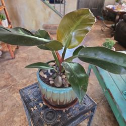 Philodendron Plant In 8in Ceramic Pot With Stones 