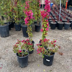Bougainvillea