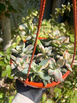$40 Variegated Korean Succulents in a hanging basket