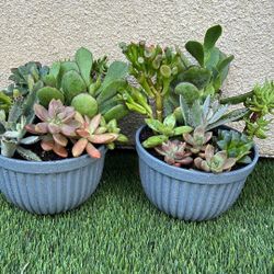 Succulent 