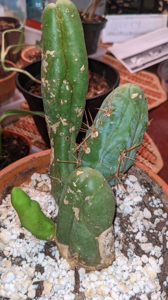Penis Cactus