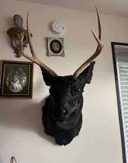 Black Taxidermy Mule Deer