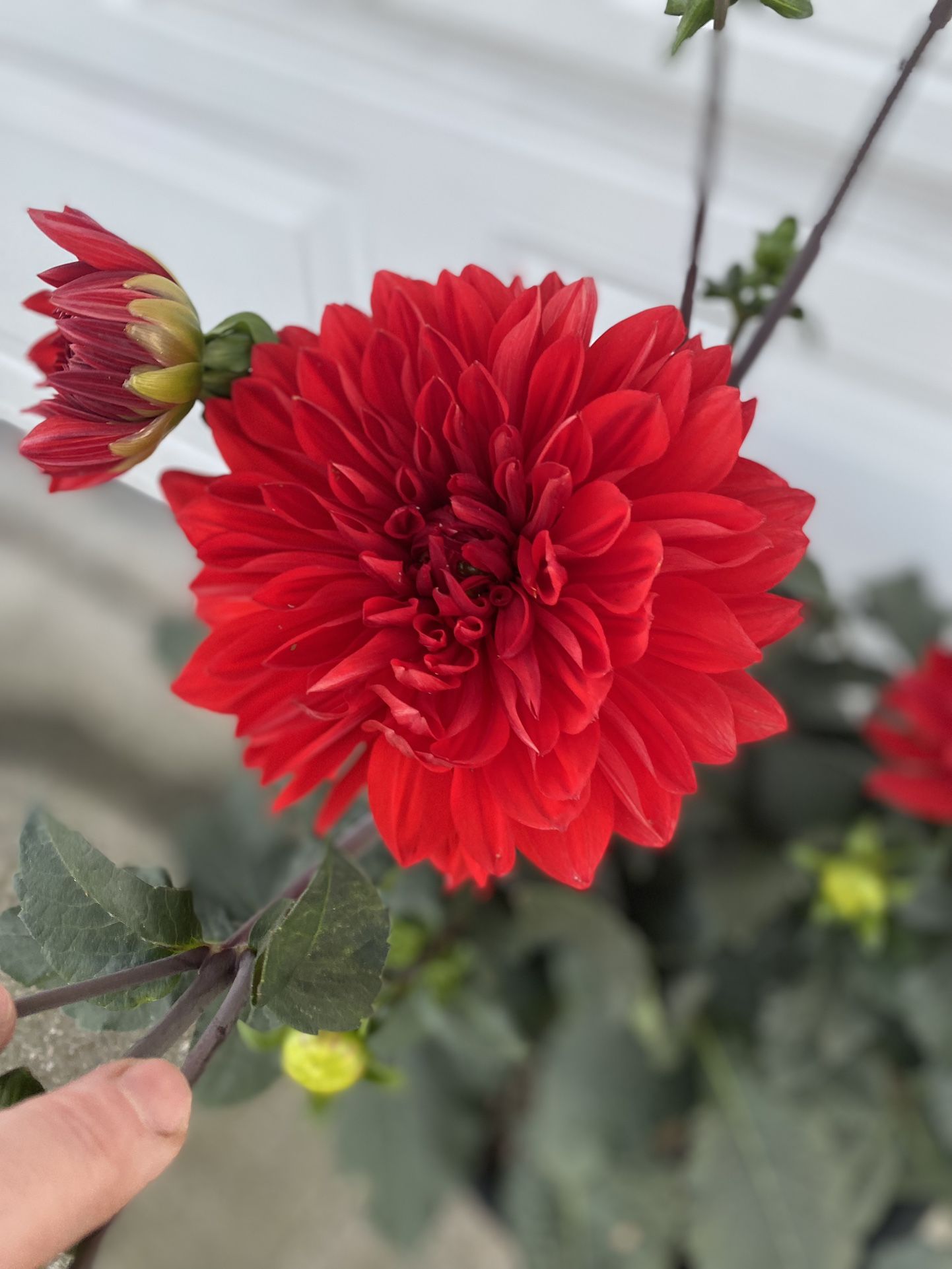 Blooming Big Flowers Dahlia plant, In 5 Gallons Pot Pick Up Only