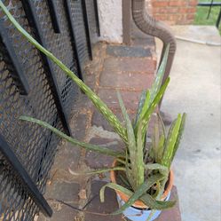 Plant Aloe Vera