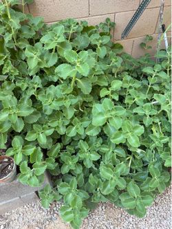 Fresh Cuban oregano/ kapparawalli