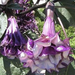 Purple Ángel Trumpet 