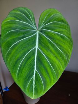 Philodendron Gloriosum