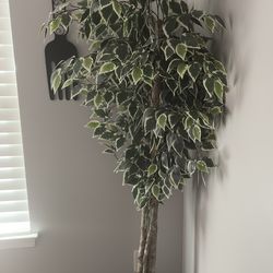 6ft Faux Ficus Trees